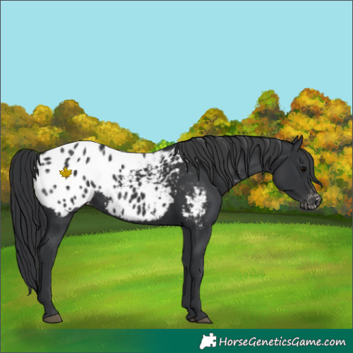 Horse Color:Black Appaloosa 