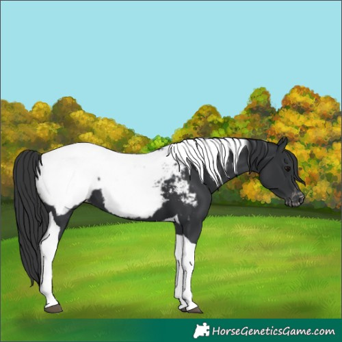 Horse Color:Black Tobiano Appaloosa 