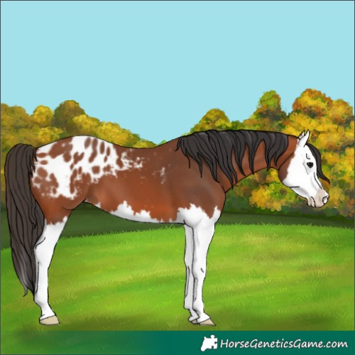 Horse Color:Bay Splash Blanket 