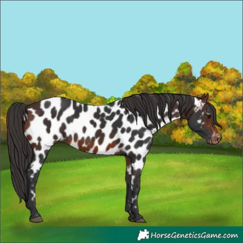 Horse Color:Brown Appaloosa Rabicano