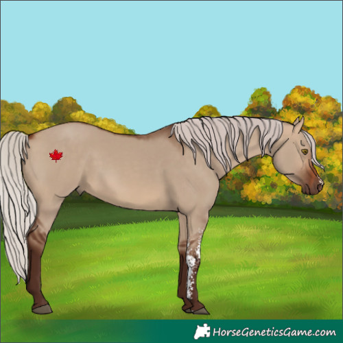 Horse Color:Silver Brown Dun Sabino 