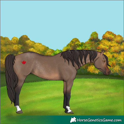 Horse Color:Brown Dun Rabicano 