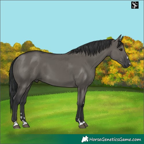Horse Color:Grullo