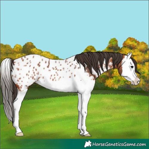 Horse Color:Bay Splash Near Leopard