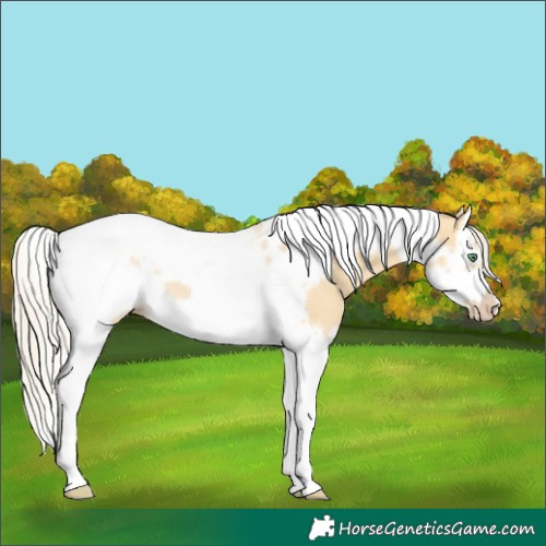 Horse Color:Silver Classic Cream Champagne Dun Splash Tobiano Frame Rabicano