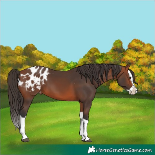 Horse Color:Bay Splash Blanket