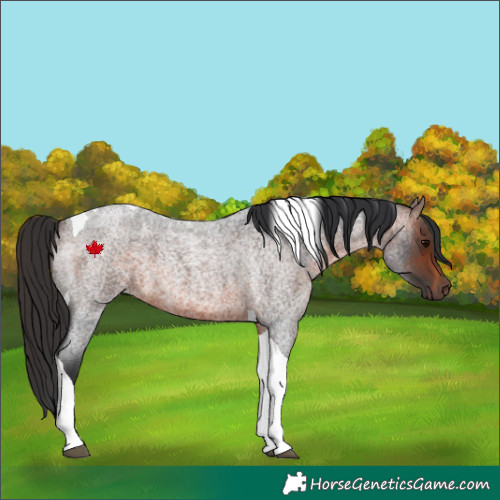Horse Color:Brown Roan Tobiano 