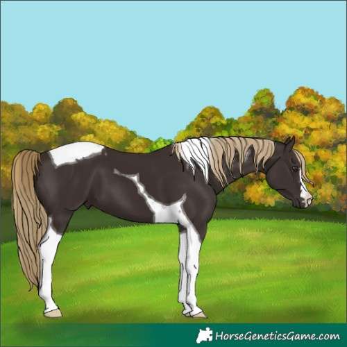 Horse Color:Liver Chestnut Tobiano 