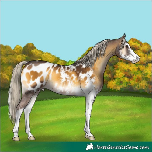 Horse Color:Chocolate Palomino Onyx Sabino Appaloosa 