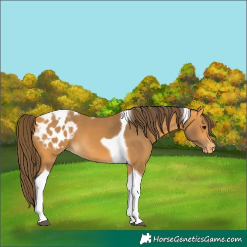 Horse Color:Buckskin Tobiano Appaloosa