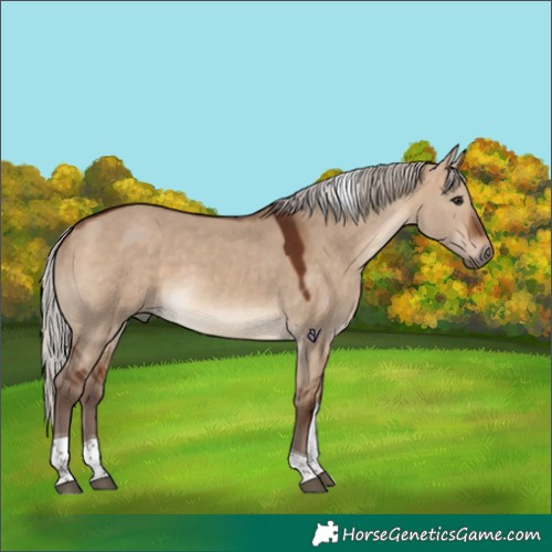 Horse Color:Silver Bay Dun Tobiano