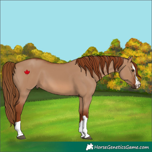 Horse Color:Red Dun