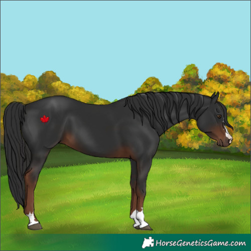 Horse Color:Liver Chestnut 