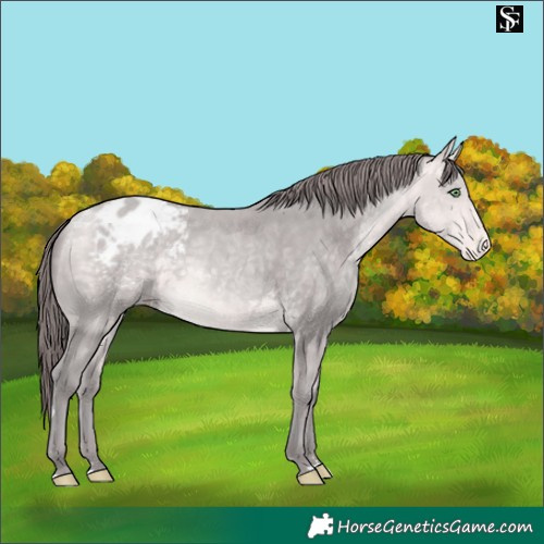 Horse Color:Platinum Sable Cream Champagne Appaloosa 