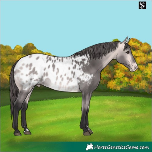 Horse Color:Platinum Buckskin Appaloosa 