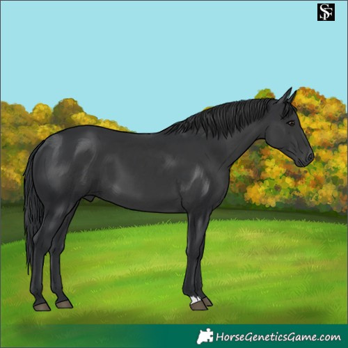 Horse Color:Black 