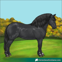 Horse Color:Black 