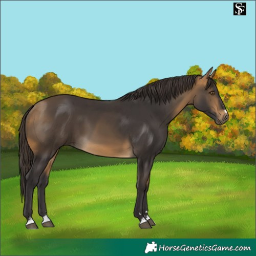 Horse Color:Buckskin 