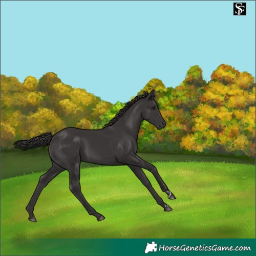 Horse Color:Smoky Black 