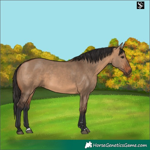 Horse Color:Bay Dun