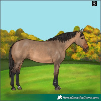 Horse Color:Bay Dun 