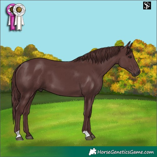Horse Color:Chocolate Smoky Black 