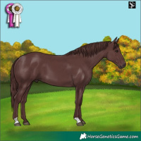 Horse Color:Chocolate Smoky Black