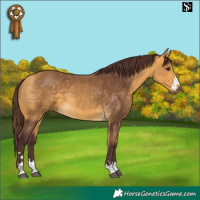 Horse Color:Chocolate Buckskin
