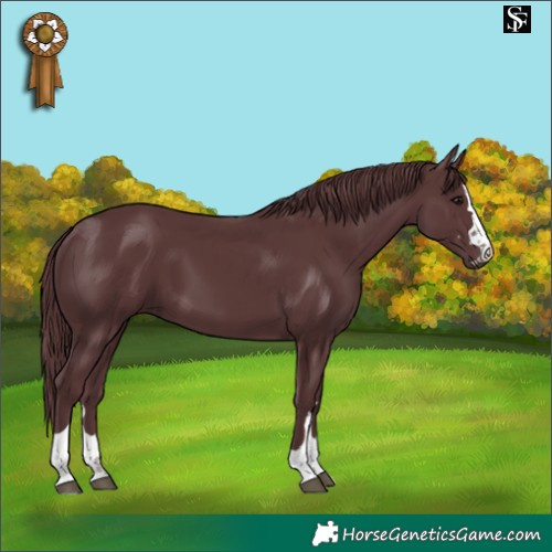 Horse Color:Chocolate Black 
