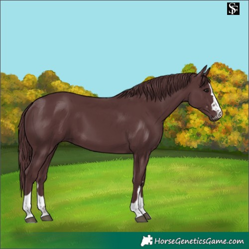 Horse Color:Chocolate Black