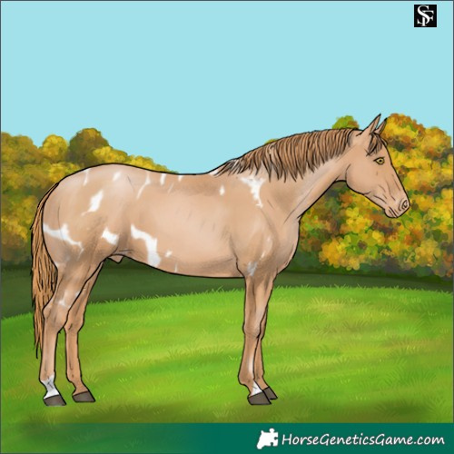 Horse Color:Chestnut Pearl Skewed Appaloosa 