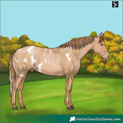 Horse Color:Chestnut Pearl Skewed Appaloosa 