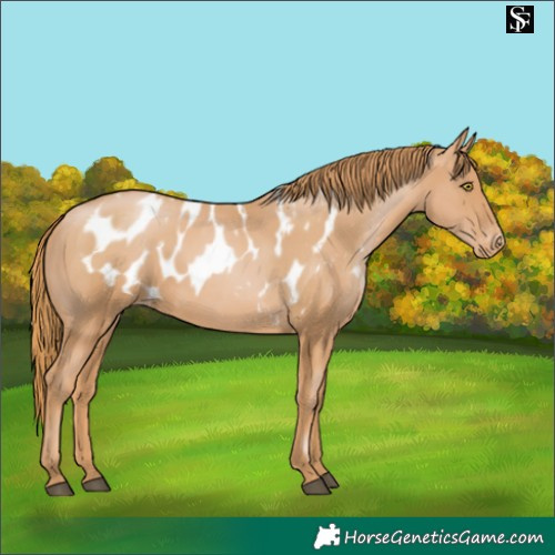 Horse Color:Chestnut Pearl Skewed Appaloosa