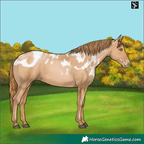 Horse Color:Chestnut Pearl Skewed Appaloosa 