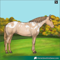 Horse Color:Chestnut Pearl Skewed Appaloosa 