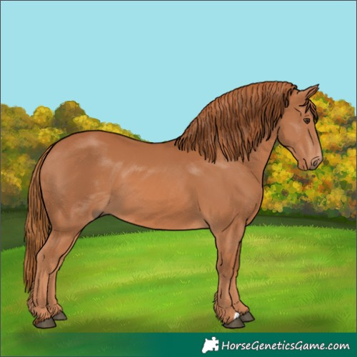 Horse Color:Chestnut 