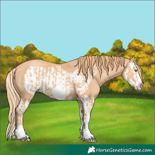 Horse Color:Gold Champagne Splash Frame  and Gold Champagne Splash Frame 