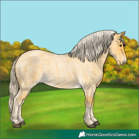 Horse Color:Palomino Roan