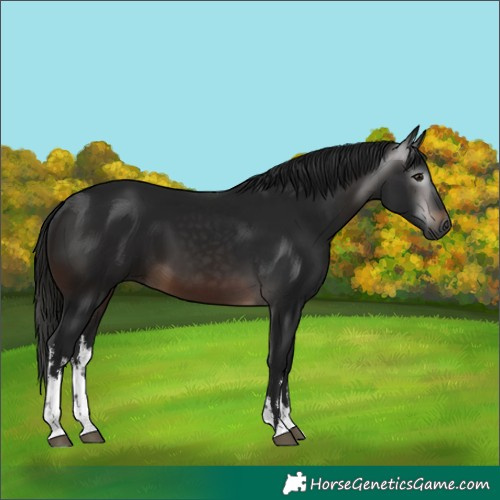 Horse Color:Gray White Spotted Brown 
