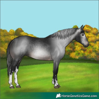 Horse Color:Gray White Spotted Brown 