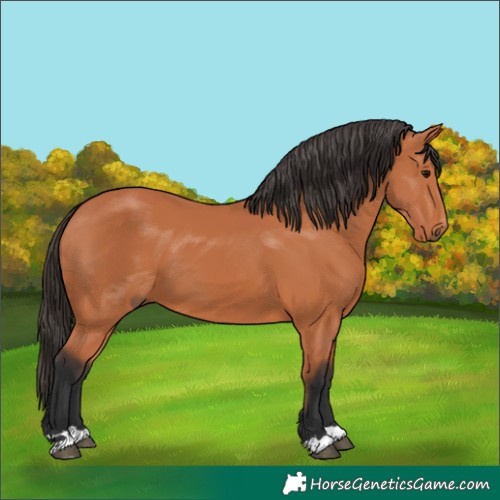 Horse Color:Bay 