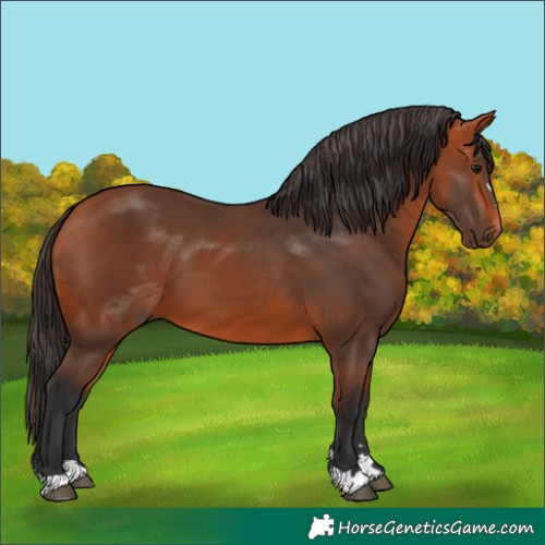 Horse Color:Bay 