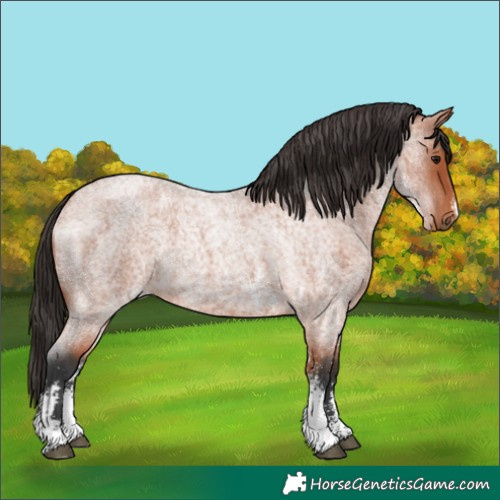 Horse Color:Bay Roan Sabino 