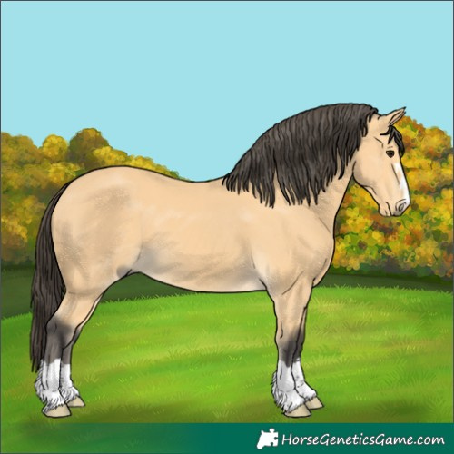 Horse Color:Buckskin 