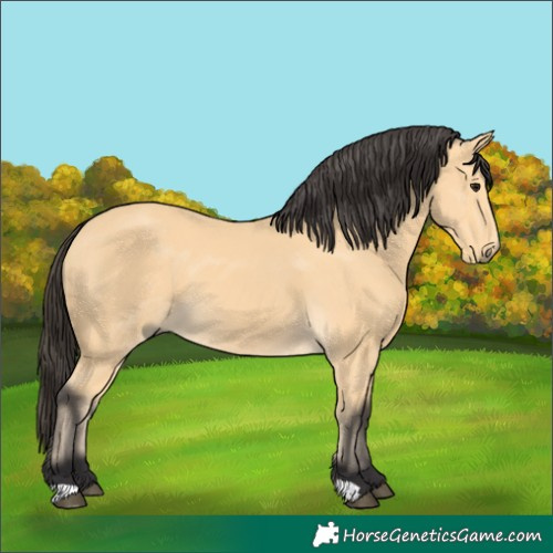 Horse Color:Buckskin
