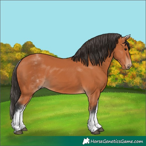 Horse Color:White Spotted Bay