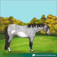 Horse Color:Buckskin Roan Sabino Frame 