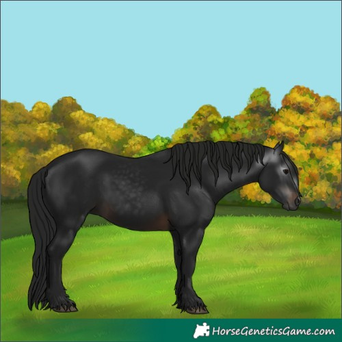 Horse Color:Gray White Spotted Brown