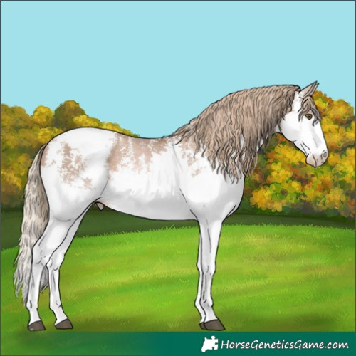 Horse Color:Liver Chestnut Pearl Sabino Splash Appaloosa Rabicano 