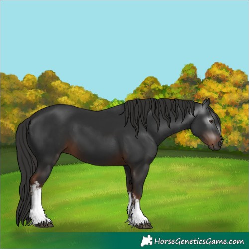 Horse Color:Unknown 